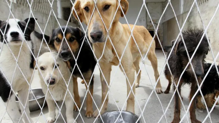 Ljudi opet pokazali veliko srce: iz cijele Hrvatske stigla pomoć dubrovačkom azilu za napu&scaron;tene pse