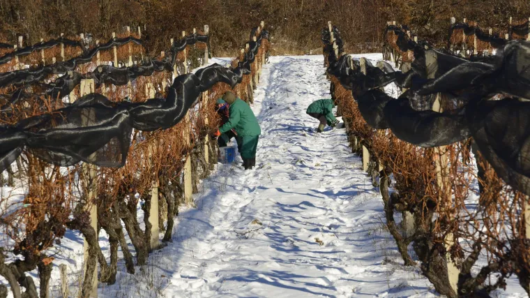 Nekima ipak pa&scaron;e ova ekstremna zima: vremenski uvjeti idealni za ledenu berbu u Kutjevačkim vinogradima