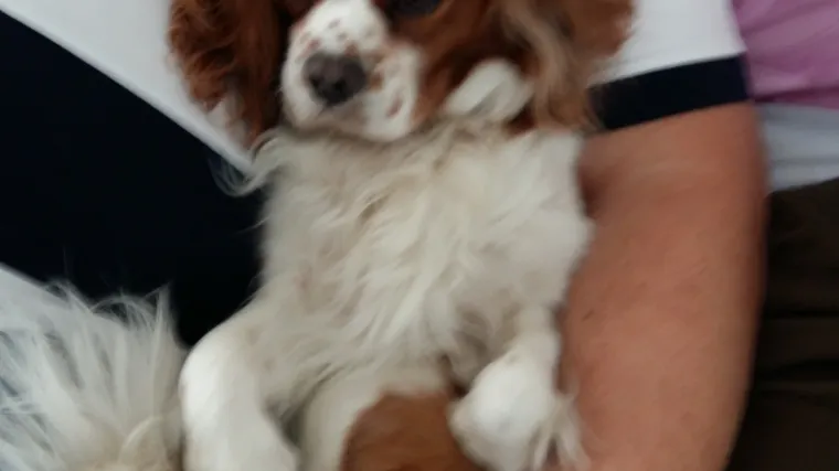 Pa kako i ne bi kada je pravi mali kralj