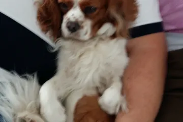 Pa kako i ne bi kada je pravi mali kralj