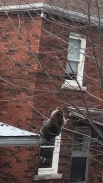 Tamo debeli rakuni padaju sa stabla