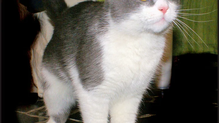 Walter White, Gonzo 'the cat' i Pino  nemilosrdno će vas maziti ako im dopadnete &scaron;apa