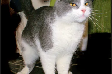 Walter White, Gonzo 'the cat' i Pino  nemilosrdno će vas maziti ako im dopadnete &scaron;apa