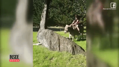 &nbsp;Nakon &scaron;to joj roditelji nisu htjeli kupiti konja, preko prepona naučila skakati kravu