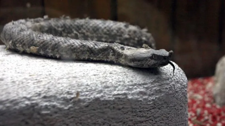 'Ups, učinila je to opet': zmija ugrizla posjetiteljicu zoolo&scaron;kog drugi put u tjedan dana