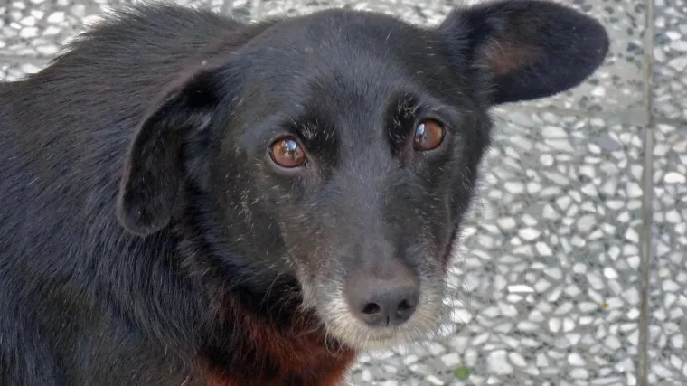 Razbjesnila mnoge objavom na Facebooku: 'Od kada sam probala pse, svinjetinu vi&scaron;e ne jedem'