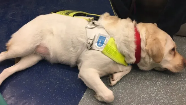 Slijepac je zakvačio GoPro kameru na svog psa vodiča kako bi 'uhvatio' diskriminaciju: rezultati su zastra&scaron;ujući