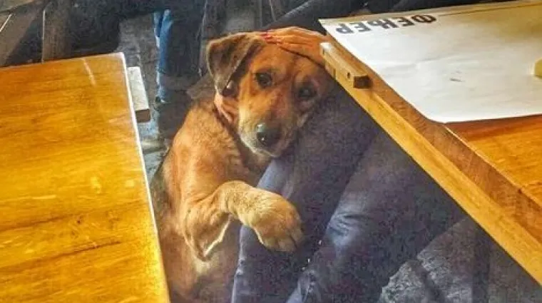 Napu&scaron;tenog psa pustili u kafić da se ugrije, nitko mu nije mogao odoljeti