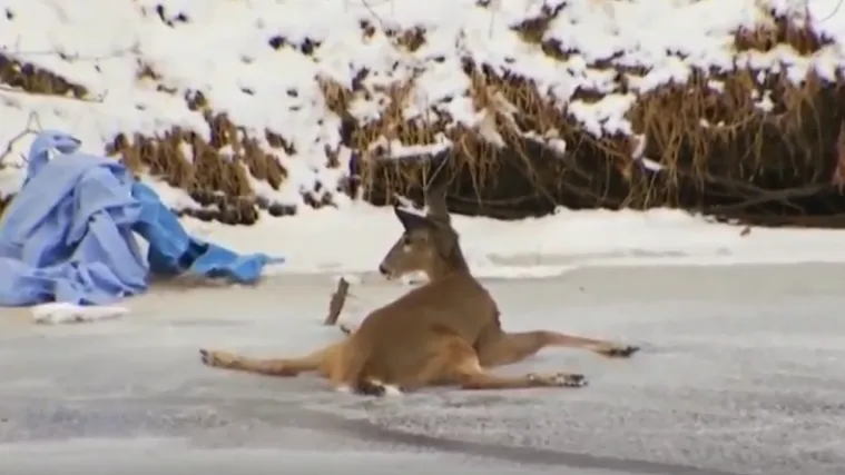 Tri dobra Samaritanca spasili iscrpljenog jelena s leda: 'Ovdje smo da svima pomognemo'