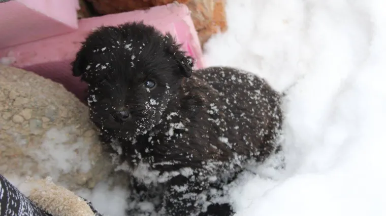 Stravične fotografije: na dru&scaron;tvenim mrežama dijele se tužni prizori zaleđenih pasa