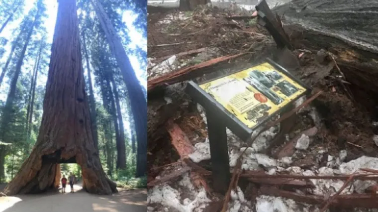 Tisuće oplakuju tužnu sudbinu jednog od najpoznatijih stabala na svijetu