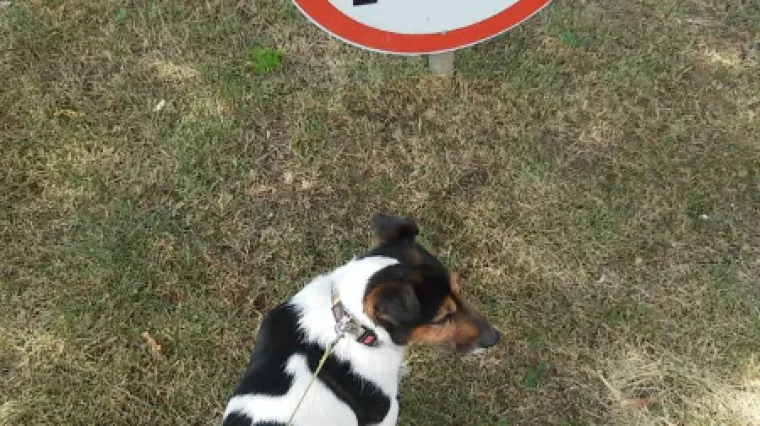 Naočit momčić Max uhvaćen u prekr&scaron;aju