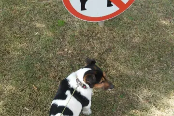 Naočit momčić Max uhvaćen u prekr&scaron;aju