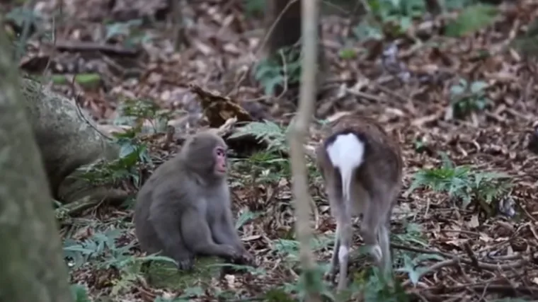Zbilja rijedak prizor: japanski makaki majmun poku&scaron;ao se pariti s ko&scaron;utom