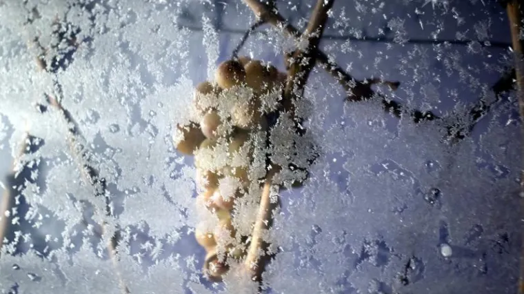 Vino koja će biti prava poslastica za sva osjetila, a ne zna mu se još ime ni cijena