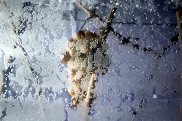 Vino koja će biti prava poslastica za sva osjetila, a ne zna mu se još ime ni cijena