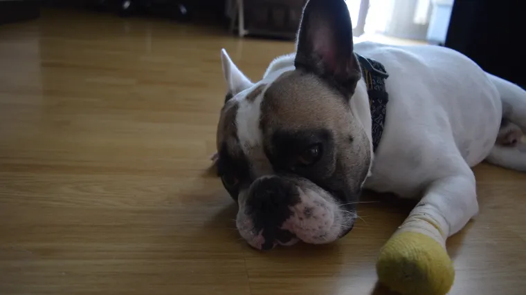 Smotani Frankie inače je zdrav ko dren, ali uvijek nekako ozlijedi nogice