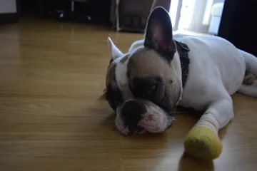 Smotani Frankie inače je zdrav ko dren, ali uvijek nekako ozlijedi nogice