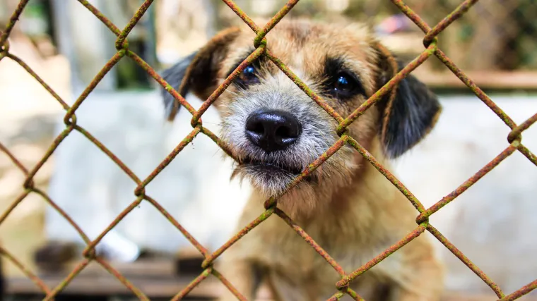 'Zima topla svima': skloni&scaron;te u Dumovcu moli građane da skupe stare dekice i pomognu psima