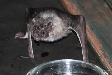 Brazilski šišmiši vampiri počeli se hraniti ljudima
