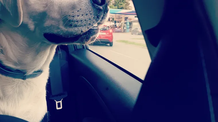 Kada vidimo tu dostojanstvenu pozu, sigurni smo da bi bio bolji predsjednik od mnogih