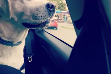 Kada vidimo tu dostojanstvenu pozu, sigurni smo da bi bio bolji predsjednik od mnogih