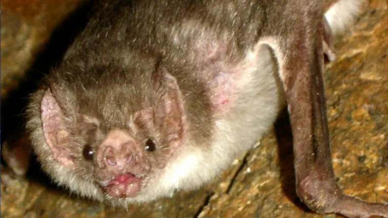 Vampirski &scaron;i&scaron;mi&scaron;i vi&scaron;e ne piju samo životinjsku krv: na  meniju je i ljudska!