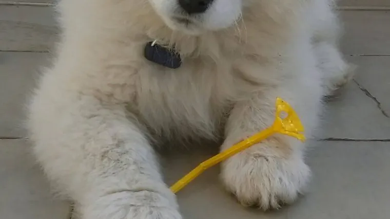 Kako znamo? Pa, njeni preci su trčkarali Sibirom, i čak i&scaron;li na Sjeverni pol