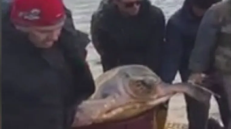 Nova akcija spa&scaron;avanja: more izbacilo jo&scaron; dvije glavate želve