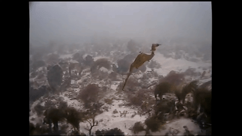 Istraživači objavili video morskog zmaja u prirodi