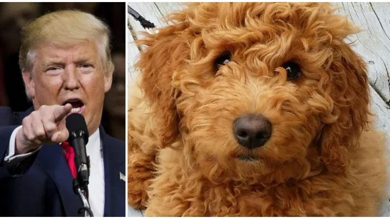 U Bijeloj kući živjelo je vi&scaron;e od 400 ljubimaca, samo Trump nema nikoga