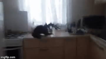 Brođanka u šoku, što biste vi napravili da vam mačka donese ovakav plijen?!