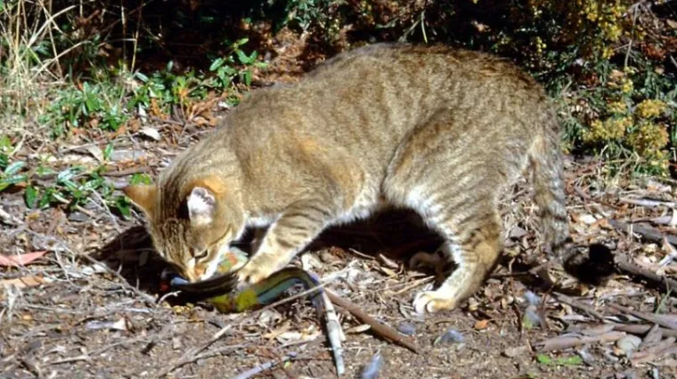 Za&scaron;to Australija planira ubiti dva milijuna mačaka?