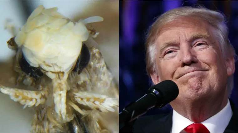 Otkrivena nova vrsta noćnog leptira zlatne kose i nevjerojatno malog penisa: nazvali ga po Trumpu