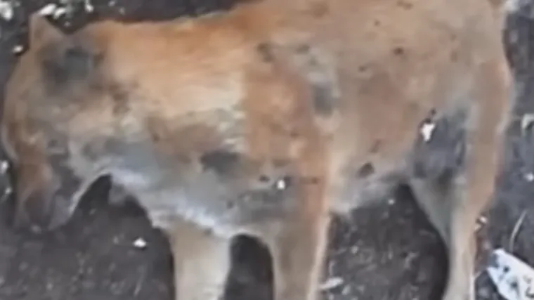 Pronađene lešine devet pasa s brojnim ranama. Netko ih je ubio!