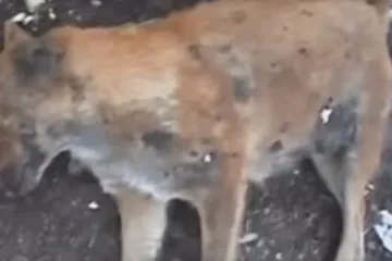 Pronađene lešine devet pasa s brojnim ranama. Netko ih je ubio!