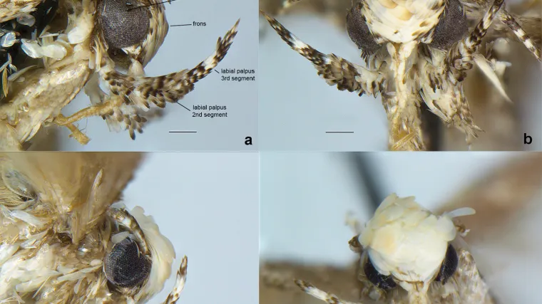 Nova vrsta moljca dobila ime po osebunoj Trumpovoj frizuri