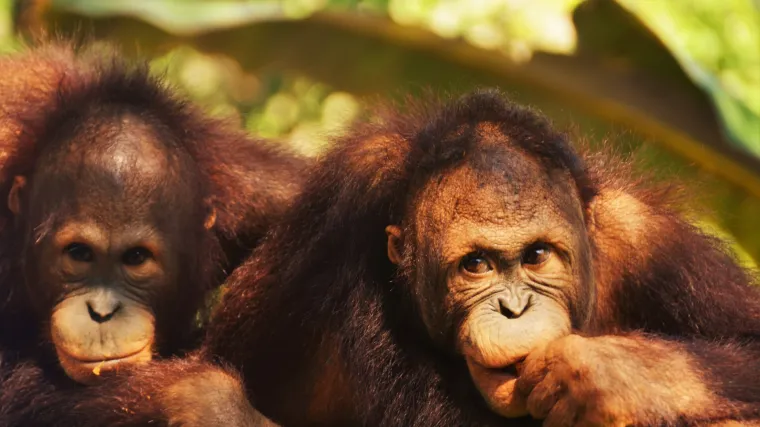 Znanstvenici upozoravaju: situacija gora nego &scaron;to se mislilo - primatima prijeti izumiranje!