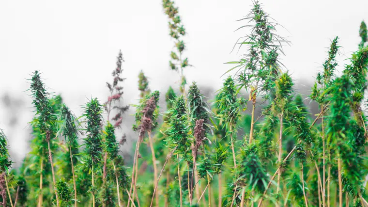 Bio-eksperiment: Nizozemci izgradili pje&scaron;ački most sastavljen od industrijske konoplje