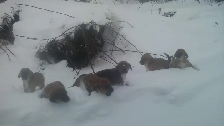 Ne bi imali šanse bez vas: ostavio štence da se smrznu na mećavi, Šapa u srcu i dobri ljudi odmah uskočili