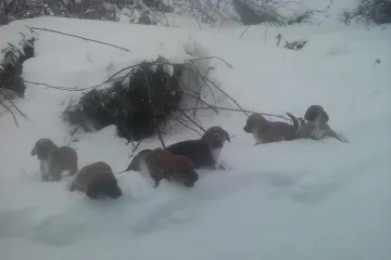 Ne bi imali šanse bez vas: ostavio štence da se smrznu na mećavi, Šapa u srcu i dobri ljudi odmah uskočili