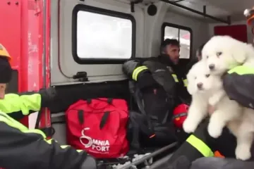 Pronalazak štenaca nakon pet dana pod lavinom ohrabrilo spasioce: 'Ovaj znak života daje nam nadu'