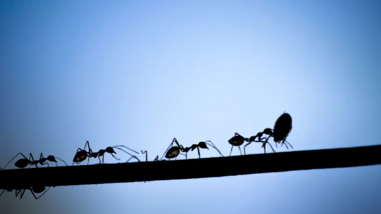 Mravi su izvrsni navigatori