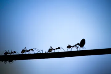 Mravi su izvrsni navigatori