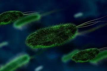 Bakterija iz Jadranskog mora preokreće naglavačke čitavu paleontologiju?