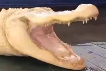 Albino aligator koji osvaja srca diljem interneta: ime joj je Pearl i ima dva metra, ali ne može preživjeti u divljini
