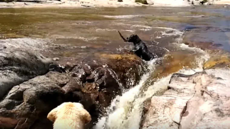 &Scaron;tap na prvom mjestu: pogledajte kako je genijalni retriver spasio svog prijatelja - pukom sebično&scaron;ću