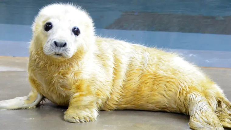 Opasno neodoljivi! Uzmite pauzu od crnih vijesti i odmorite uz 'rat najslađih životinja'