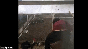 Snimanje životinja može biti urnebesno, ako pritom ne dobijete batine