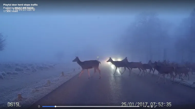 Ogromno krdo jelena blokiralo promet u &ndash; Londonu